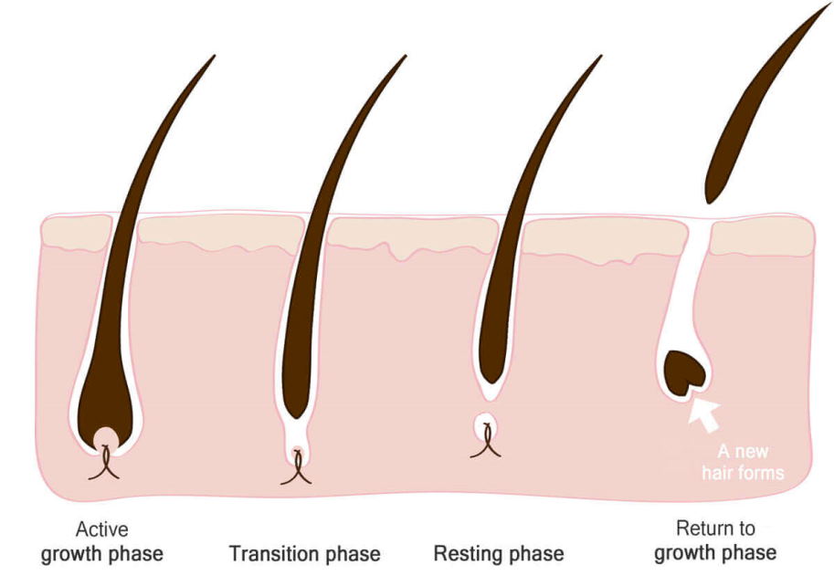 cause of hair loss